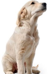 德扑圈iOS安卓下载