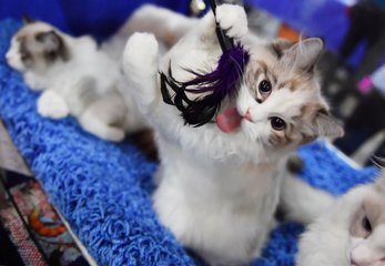 hhpoker俱乐部客服推荐