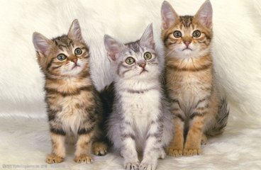 德扑圈iOS安卓下载