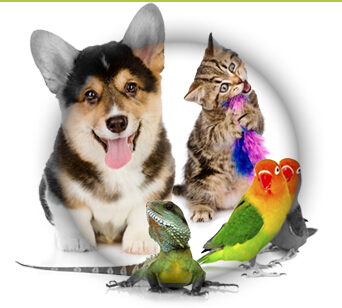 德扑圈官方客服