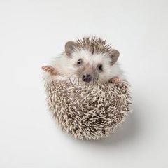 德扑圈客服微信