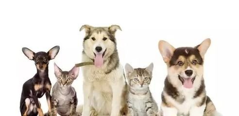 德扑圈俱乐部推荐