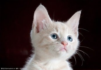 德扑圈官方客服