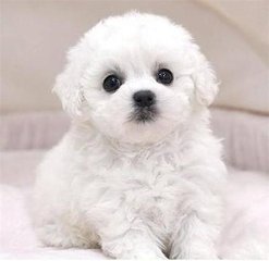 德扑圈官方客服