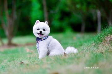 德扑圈官方客服