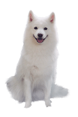 德扑圈官方客服