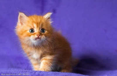 德扑圈客服微信