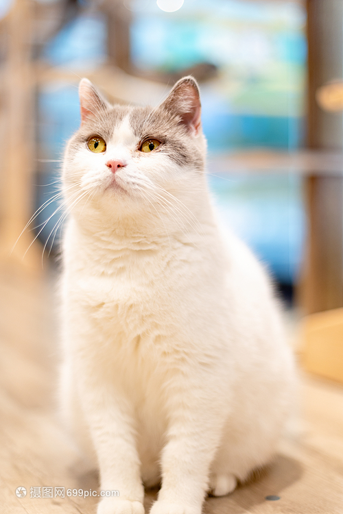 德扑圈官方客服