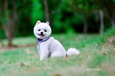 德扑圈官方客服