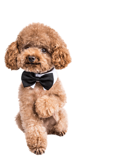 德扑圈俱乐部客服推荐