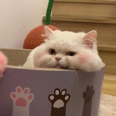 德扑圈俱乐部推荐