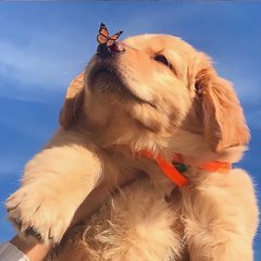 德扑圈iOS安卓下载